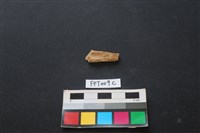 偶蹄類動物骨藏品圖，第2張
