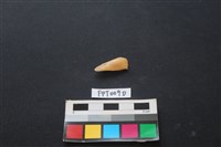 偶蹄類動物骨藏品圖，第1張
