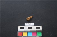 偶蹄類動物骨藏品圖，第2張