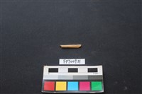 偶蹄類動物骨藏品圖，第1張