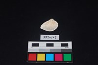 貝殼藏品圖，第2張