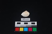 貝殼藏品圖，第2張