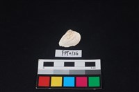 貝殼藏品圖，第2張