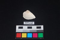 貝殼藏品圖，第2張