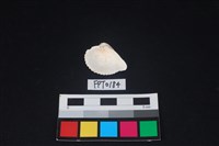 貝殼藏品圖，第2張
