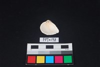 貝殼藏品圖，第2張