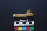 偶蹄類動物骨藏品圖，第1張