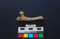 偶蹄類動物骨藏品圖，第2張
