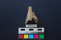 偶蹄類動物骨藏品圖，第1張