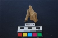偶蹄類動物骨藏品圖，第2張