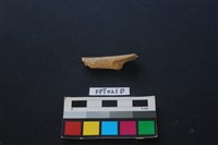 偶蹄類動物骨藏品圖，第1張
