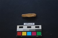 偶蹄類動物骨藏品圖，第2張