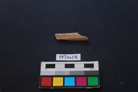 偶蹄類動物骨藏品圖，第2張