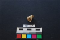 偶蹄類動物骨藏品圖，第1張