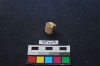 偶蹄類動物骨藏品圖，第2張