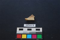 偶蹄類動物骨藏品圖，第1張