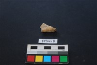 偶蹄類動物骨藏品圖，第2張