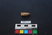 偶蹄類動物骨藏品圖，第1張