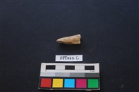 偶蹄類動物骨藏品圖，第2張