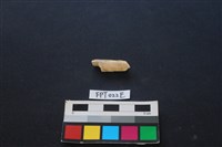 偶蹄類動物骨藏品圖，第2張