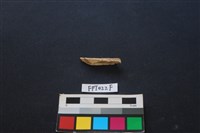 偶蹄類動物骨藏品圖，第1張