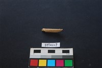 偶蹄類動物骨藏品圖，第2張