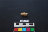 偶蹄類動物骨藏品圖，第2張