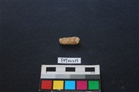 偶蹄類動物骨藏品圖，第1張