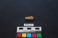 偶蹄類動物骨藏品圖，第2張