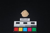 貝殼藏品圖，第1張