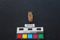 鹿骨藏品圖，第2張