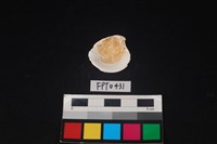 貝殼藏品圖，第2張