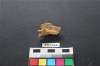偶蹄類動物骨藏品圖，第1張