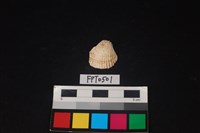 貝殼藏品圖，第1張