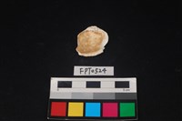 貝殼藏品圖，第2張