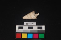 貝殼藏品圖，第2張