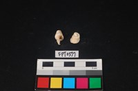 貝殼藏品圖，第2張