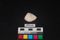 貝殼藏品圖，第1張