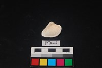 貝殼藏品圖，第2張