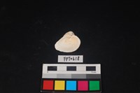 貝殼藏品圖，第2張