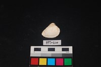 貝殼藏品圖，第2張