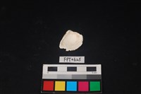 貝殼藏品圖，第2張
