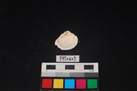 貝殼藏品圖，第2張