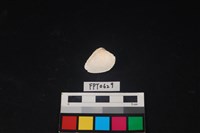 貝殼藏品圖，第2張