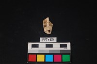 貝殼藏品圖，第3張