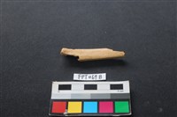 偶蹄類動物骨藏品圖，第1張