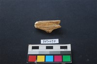 偶蹄類動物骨藏品圖，第2張