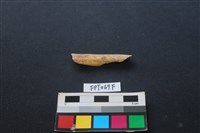 偶蹄類動物骨藏品圖，第1張