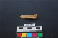 偶蹄類動物骨藏品圖，第2張