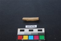 偶蹄類動物骨藏品圖，第1張